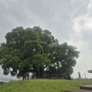 대산문화체육공원(플라워랜드) | 변호사 우영우 촬영지, 팽나무,창원 대산면 북부리, 대산 문화체육공원, 금계국 천국 ^^, 대산 플라워랜드,