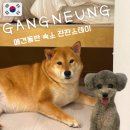 도란도란 | 강릉 애견동반 숙소 추천ㅣ잔잔스테이 재방문 솔직 후기 (+강아지 사진 모음집)