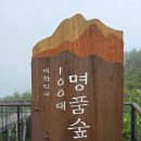 천년숲서로(서) | 강원도 평창 가볼만한곳 발왕산 케이블카 기 스카이워크 천년주목숲길 후기