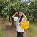 원정농장 | 뉴질랜드 신혼여행 뉴질랜드 3-1 :: 크롬웰 체리농장 Cheeki Cherries - Dam Good Fruit PYO Cherries...