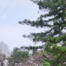 마리스텔라 이미지