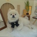 바비애견풀빌라 이미지