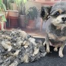 울알라애견미용 이미지