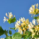 인동-Honeysuckle 이미지