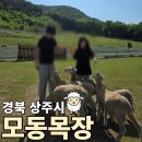모동 작은도서관 | [경북 상주시] 주말 아이와 가볼만한 곳 모동목장, 양 먹이주기 가능한 자연 체험 나들이 코스 추천