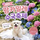 팜카밀레 | 태안 수국 축제 반려견 동반가능 팜카밀레 찐 후기