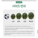 5월에도 고당도 수박을 먹을 수 있다니 / 올해 첫 수박 고당도 수박 과일꾼에서 구매 후회 없어요