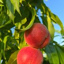 정정농장 이미지