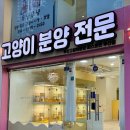 부산고양이분양 그린캣 | 부산 고양이분양 퍼스트캣 부산점, 고민하다가 직접 방문한 후기