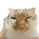 봄향월남쌈샤브샤브&커피 | 8월 일상 (1) : 인턴에서 계약직으로 이직 성공, 직장인 러닝 식단 일기