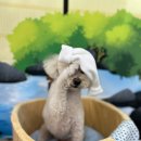 라떼펫살롱 이미지