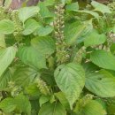 옛고을농장 이미지