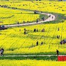 낙동강관리본부 대저생태공원 6 이미지