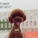 Pet salon 이미지