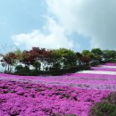 동산잔디 이미지