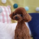 도그살롱바른핏 이미지