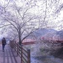 팔당물안개공원 (옥외1) | 귀여리 정암천 벚꽃길 팔당물안개공원 둘레길 능수벚꽃 보고온 후기