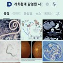 🦊고양이 기생충 위험 할까요? 출처: [단국의대 기생충학교실 서민] 이미지