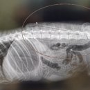 제주특별자치도 동물위생시험소 (동물보호센터) 동물병원 이미지