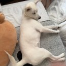 꿈에 동물병원 | [공지] [광주 중성화 동물병원] 4개월 차 콜리 중성화 수술 리얼 후기ㅠ 과잉진료 없는 '운남동물병원' 🏥🐾