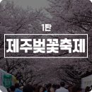 장전리마을회관 | 제주벚꽃축제[1탄]::애월읍 장전리