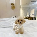 엠마블랑