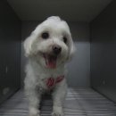 파란종합 동물병원 이미지