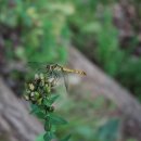 고추잠자리 이미지