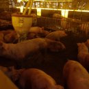 성돈농장 이미지