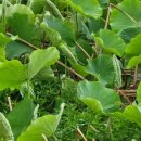 연향농장 이미지