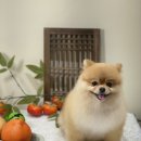 아미고 펫살롱 이미지