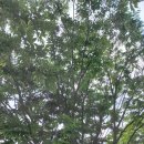 홍반장PC 이미지