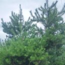 전남 구례군 묘목시장] 소나무 (공사목) 아주싸게 드립니다. 판매 하는곳 이미지