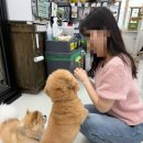 아잉독 애견카페 이미지