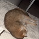 소파나라 | 이케아 소파 만나르프 후기🛋️✨