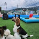 GPS 애견학교 | 양주애견유치원 대형견도 믿고 맡기는 GPS애견학교 다녀요