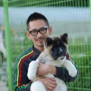 show dog 이미지