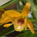Dendro bium Firebird 이미지