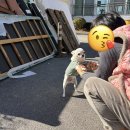 당근에 강아지 집 올려놨는데 문의가 너무 귀엽지않아??? +후기 이미지