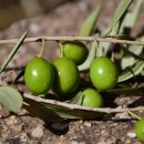 올리브네 이미지