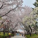 화도진공원 벚꽃 이미지
