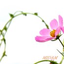 동읍1200 이미지