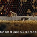 여왕벌 - 제주시 삼무로 42 | 여왕벌