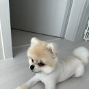 그리다 펫살롱 이미지