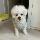 한입주개 | 동결건조간식 강아지와 고양이 기호성 좋은 굿포펫 한입큐브 연어트릿 후기