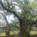 제주 도련동 귤나무류 이미지