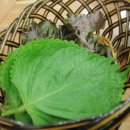 동해참가자미 이미지