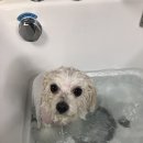 몽보드레 이미지