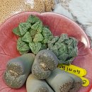 신세대다육