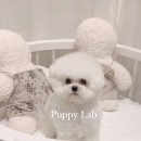 퍼피랩 이미지